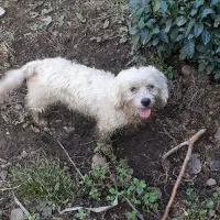 سگ شیتزو|سگ|لاهیجان, فیاض|دیوار