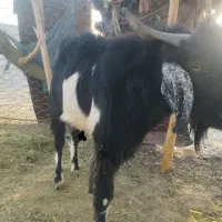 بز نر|حیوانات مزرعه|لادیز, |دیوار