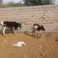 گاو زاییده با گوساله ماده|حیوانات مزرعه|اهواز, کمپلو شمالی|دیوار