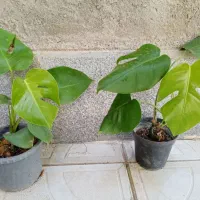 شفلرا ابلق|گل و گیاه طبیعی|آذرشهر, |دیوار