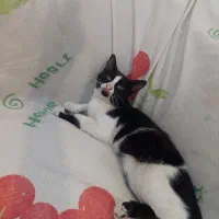 واگذاری توله گربه ۵ ماه|گربه|الوند, |دیوار