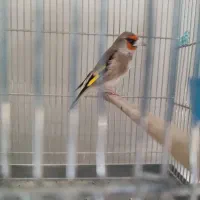 سهره دورگ نر