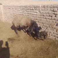 قوچ همو شیشک همو