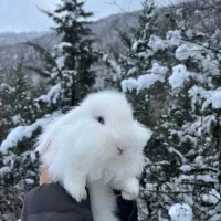 خرگوش لوپ ترکیش چشم آبی