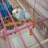 قفس بالوازم