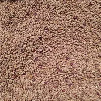 پخش حبوبات احمدی|خوردنی و آشامیدنی|رشت, شهرک قدس|دیوار