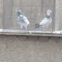 تعداد ۱۵ عدد کبوتر برشی