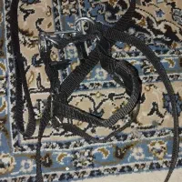 سگ شیتزو تریر|سگ|کرمانشاه, |دیوار