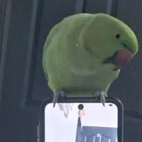 طوطی گمشده سمت شهرک امام خمینی