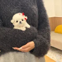 سگ جیبی ۲ماهه