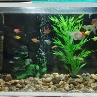 آکواریوم زیبا و شیک|ماهی|ایلام, |دیوار