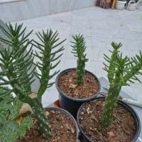تعداد زیای گیاه بسیار زیبا کاملاً سالم و سرحال|گل و گیاه طبیعی|قم, زنبیل آباد|دیوار