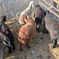 بره نر دشتی