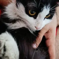 واگذاری گربه یک ساله واکسن خورده