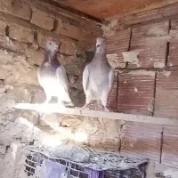 عشق بازا|پرنده|طبس, |دیوار