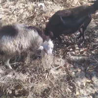 گوسفند داشتی