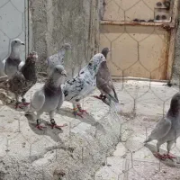 کبوتر پلاکی پیازی سرور