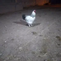 دو عدد خروس برهما