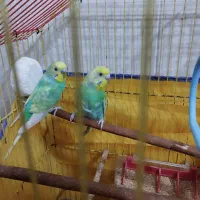 جفت مرغ عشق  با تخم|پرنده|بندر ماهشهر, |دیوار