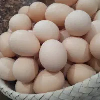 پخش تخم مرغ محلی