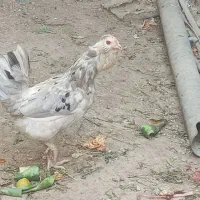 مرغ گلین طوسی|حیوانات مزرعه|آبدان, |دیوار