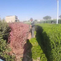 هرس کاری وباغبانی