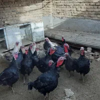 فروش بوقلمون نر