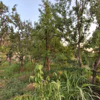 باغ ۲۵۰ متری در ابتدای جاده چالوس