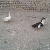 اردک‌مرغابی|حیوانات مزرعه|تربت جام, جامرود|دیوار