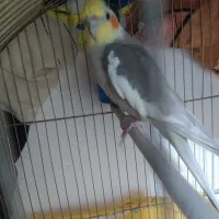 عروس هلندی با عشق