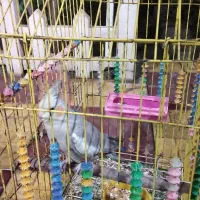 عروس هلندی ماده