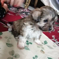 فروش سگ جیبی