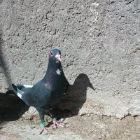 دوتا ماده سیاه پلنگ|پرنده|زرند, |دیوار