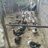 معاوضیه غاز اردک اسراعیلی با گوسفند