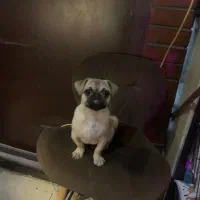 سگ پاگ|سگ|ملارد, |دیوار