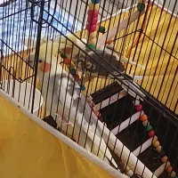 عروس هلندی|پرنده|تهران, امیریه|دیوار