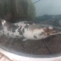 دوعددماهی افریقایی