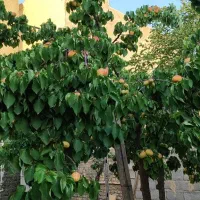 باغ 425 متری شهرک پرستو|فروش خانه و ویلا|شاندیز, |دیوار