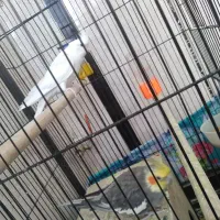 نرو‌ماده‌عروس‌ضمانت‌تخم‌و‌جوجه‌با‌تمام‌وسایل‌وقفس|پرنده|کرباسک, |دیوار