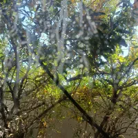 سرایدار خانه ویلایی