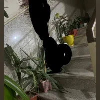 گل های طبیعی و سالم|گل و گیاه طبیعی|اراک, |دیوار