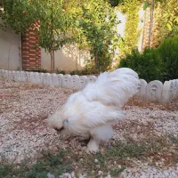 خروس ابریشمی