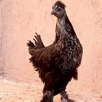 مرغ جوان سیاه زینتی پرپا کاکلی