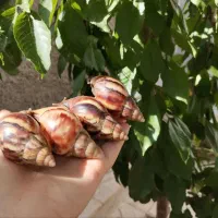 حلزون آچاتینا ( کلاژن طبیعی)