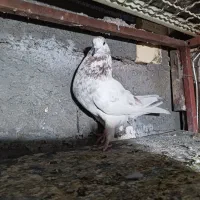 کبوتر پرشی گرفتنی