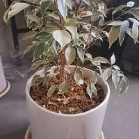 گل و گلدون طبیعی و کیف زنانه