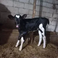گاو شیری|حیوانات مزرعه|مشگین شهر, |دیوار