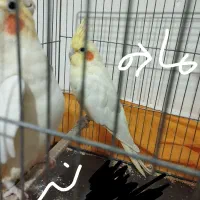 جفت عروس هلندی .روی سه تا تخم|پرنده|ایرانشهر, |دیوار