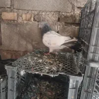 دو عدالت شیخ پرشی