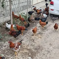مرغ و خروس تعداد ۵۰عدد|حیوانات مزرعه|مشگین شهر, |دیوار